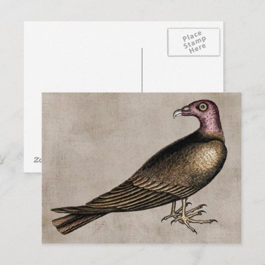 Briefkaart Turkije Vulture (Voorkant / Achterkant)