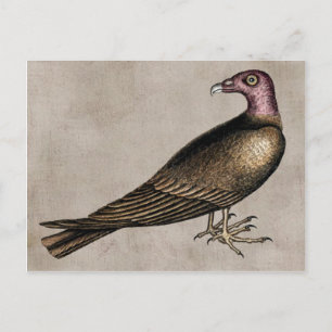 Briefkaart Turkije Vulture