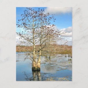 Briefkaart: twee bomen als één briefkaart