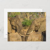 Briefkaart - Twee mannelijke Afrikaanse olifanten (Voorkant / Achterkant)