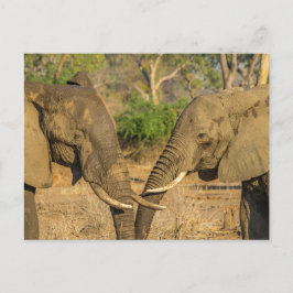 Briefkaart - Twee mannelijke Afrikaanse olifanten 