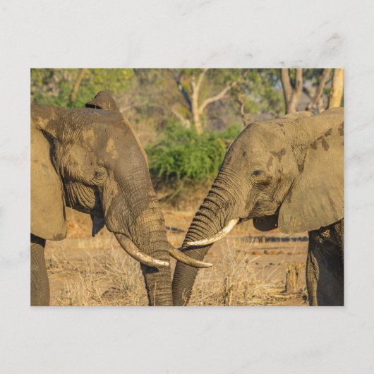 Briefkaart - Twee mannelijke Afrikaanse olifanten (Voorkant)
