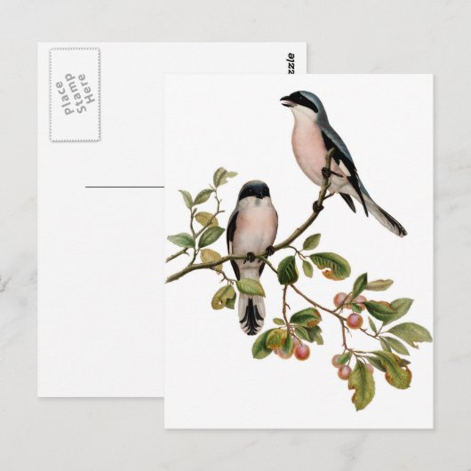 Briefkaart - Twee Vogels (Voorkant / Achterkant)