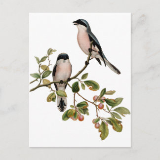 Briefkaart - Twee Vogels