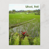 Briefkaart Ubud Bali Indonesië rijstvelden velden (Voorkant)