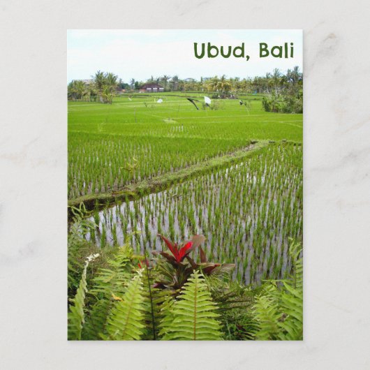 Briefkaart Ubud Bali Indonesië rijstvelden velden (Voorkant)