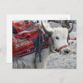 Briefkaart uit de Pongong Himalayan Mountain (Voorkant / Achterkant)