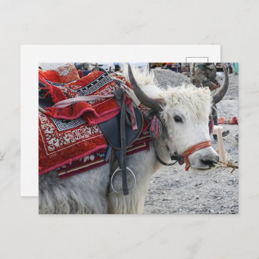 Briefkaart uit de Pongong Himalayan Mountain (Voorkant / Achterkant)