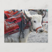 Briefkaart uit de Pongong Himalayan Mountain (Voorkant)