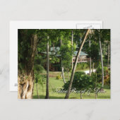 Briefkaart uit Fiji (Voorkant / Achterkant)