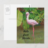 Briefkaart uit Florida met roze Flamingo (Voorkant / Achterkant)