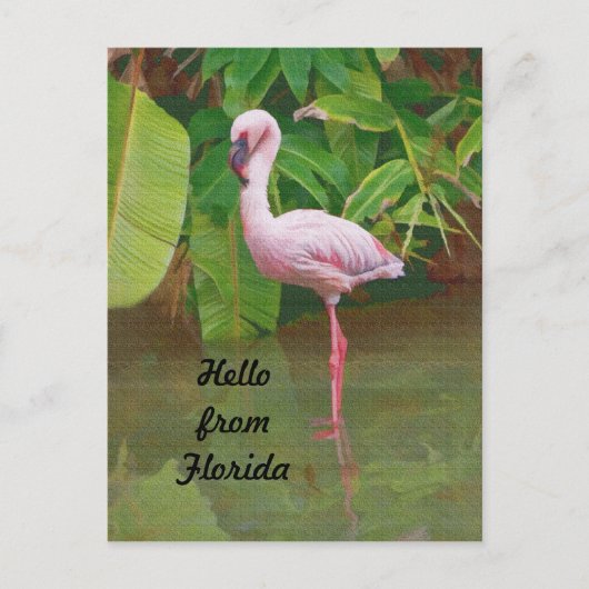 Briefkaart uit Florida met roze Flamingo (Voorkant)