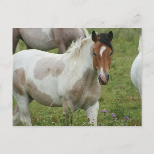 Briefkaart uitgelijnde verf (Voorkant)