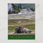 Briefkaart: Upper Geyser Basin Sentinel Briefkaart (Voorkant)