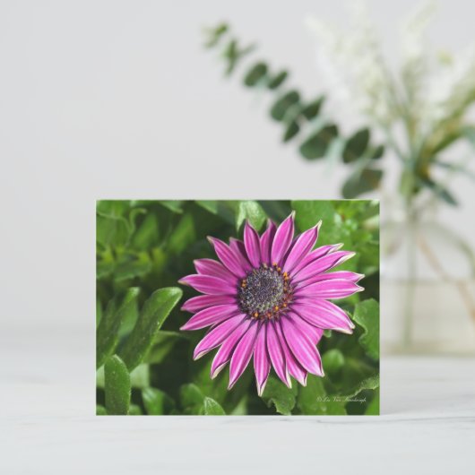 Briefkaart van African Daisy (Staand voorkant)