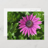 Briefkaart van African Daisy (Voorkant / Achterkant)