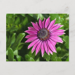 Briefkaart van African Daisy