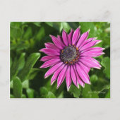 Briefkaart van African Daisy (Voorkant)