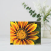 Briefkaart van African Daisy (Staand voorkant)