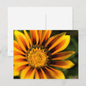 Briefkaart van African Daisy (Voorkant / Achterkant)