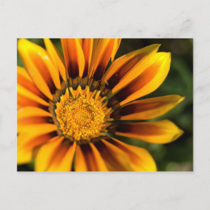 Briefkaart van African Daisy
