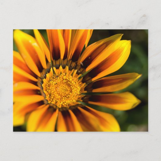 Briefkaart van African Daisy (Voorkant)