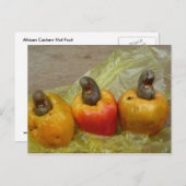 Briefkaart van Afrikaanse Cashew Nut Fruit (Voorkant / Achterkant)