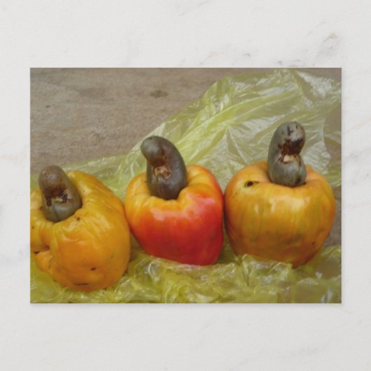 Briefkaart van Afrikaanse Cashew Nut Fruit (Voorkant)