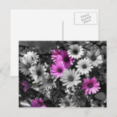 Briefkaart van Afrikaanse Daisies BW Floral (Voorkant / Achterkant)