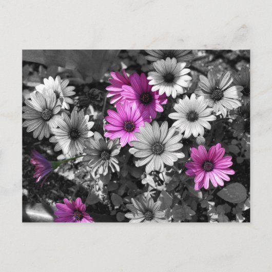 Briefkaart van Afrikaanse Daisies BW Floral (Voorkant)