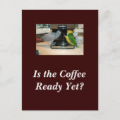 Briefkaart van Afrikaanse Gray en Caïro Coffee Fri (Voorkant)