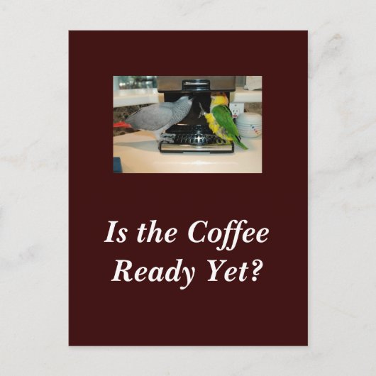 Briefkaart van Afrikaanse Gray en Caïro Coffee Fri (Voorkant)