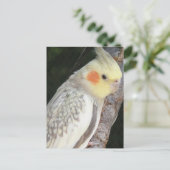 Briefkaart van Afrikaanse grijze papegaai (Staand voorkant)