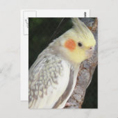 Briefkaart van Afrikaanse grijze papegaai (Voorkant / Achterkant)