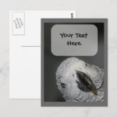 Briefkaart van Afrikaanse grijze papegaaien (Voorkant / Achterkant)