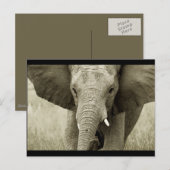 Briefkaart van Afrikaanse olifant (aanpassen) (Voorkant / Achterkant)