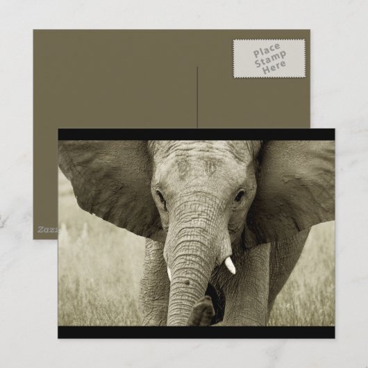 Briefkaart van Afrikaanse olifant (aanpassen) (Voorkant / Achterkant)