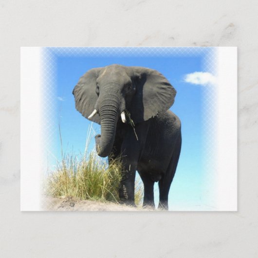 Briefkaart van Afrikaanse olifanten (Voorkant)