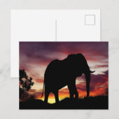Briefkaart van Afrikaanse olifanten (Voorkant / Achterkant)