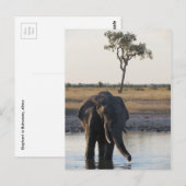 Briefkaart van Afrikaanse olifanten (Voorkant / Achterkant)