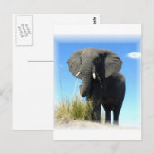 Briefkaart van Afrikaanse olifanten (Voorkant / Achterkant)
