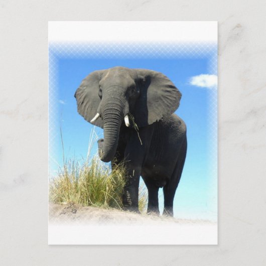 Briefkaart van Afrikaanse olifanten (Voorkant)