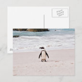 Briefkaart van Afrikaanse pinguïn (Voorkant / Achterkant)