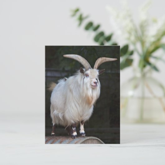 Briefkaart van Afrikaanse Pygmy Goat (Staand voorkant)