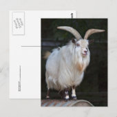 Briefkaart van Afrikaanse Pygmy Goat (Voorkant / Achterkant)
