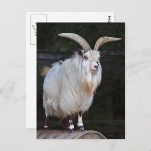 Briefkaart van Afrikaanse Pygmy Goat (Voorkant / Achterkant)