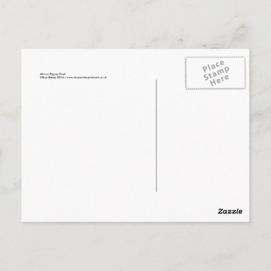 Briefkaart van Afrikaanse Pygmy Goat (Achterkant)