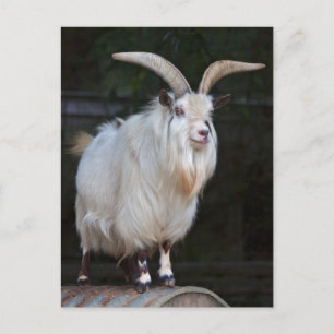 Briefkaart van Afrikaanse Pygmy Goat