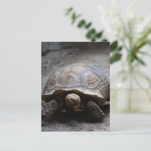 Briefkaart van Afrikaanse rode tortoise (Staand voorkant)