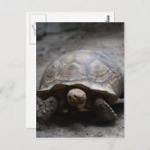 Briefkaart van Afrikaanse rode tortoise (Voorkant / Achterkant)